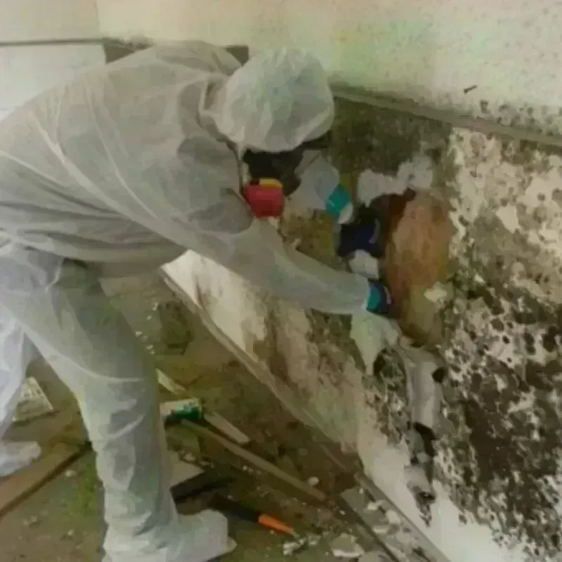 Mold Remediation and Removal in Columbus, NE